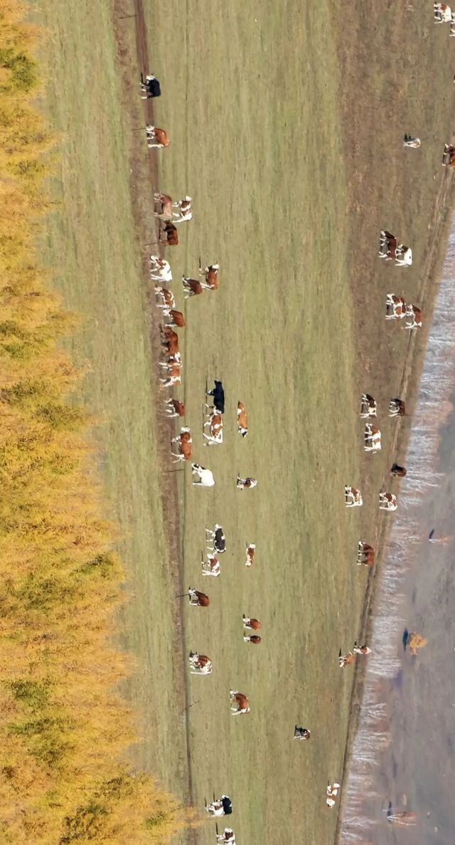 最美秋色——大興安嶺