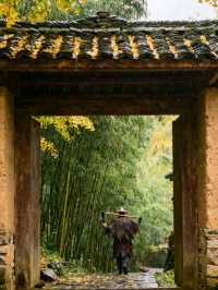 探秘11月貴州妥樂村：世界古銀杏之鄉的金色靜美