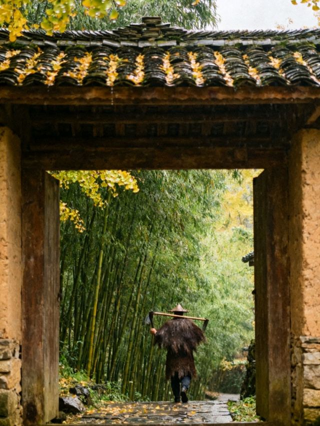 探秘11月貴州妥樂村：世界古銀杏之鄉的金色靜美