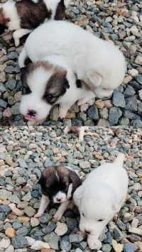 青城山免票！雲孚里莊園春秋假遛娃封神