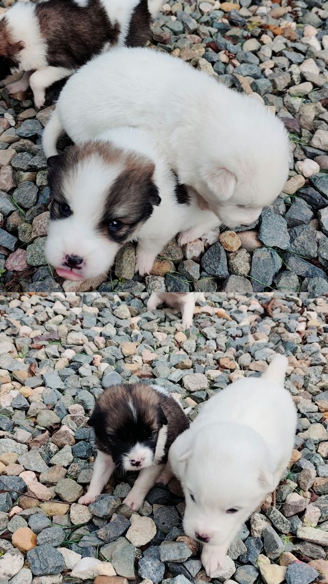 青城山免票！雲孚里莊園春秋假遛娃封神