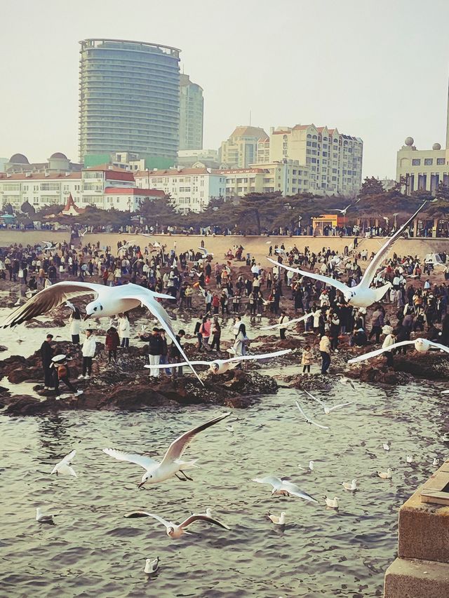 青島出遊之棧橋餵海鷗看落日