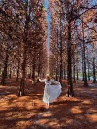 絕美!包場整個落羽松林的韓劇級浪漫