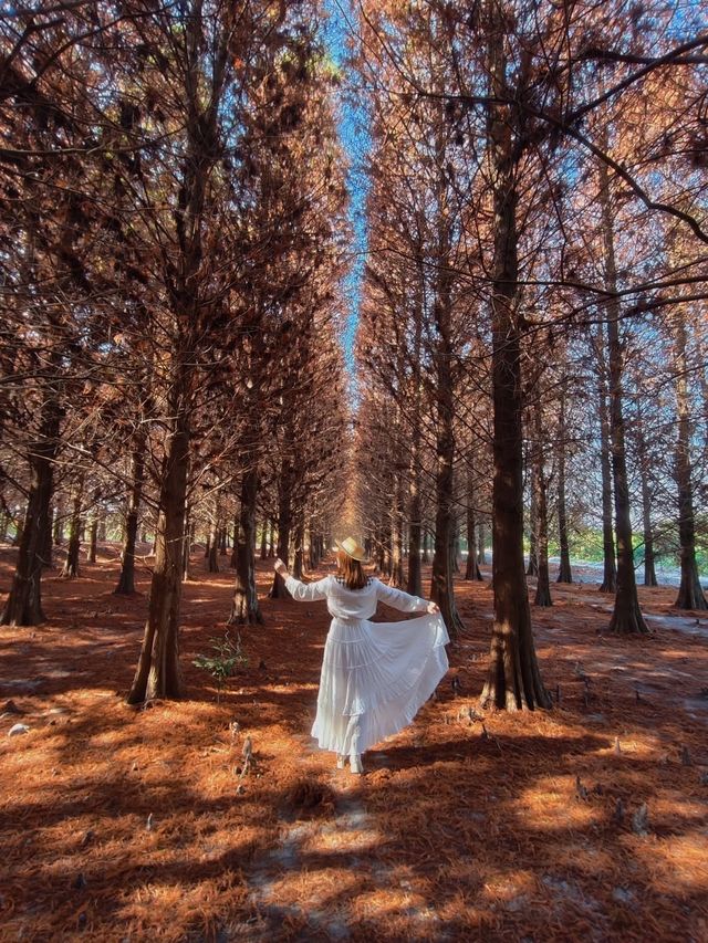 絕美!包場整個落羽松林的韓劇級浪漫 絕美!包場整個落羽松林的韓劇級浪漫