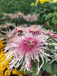 秋日賞菊絕佳地