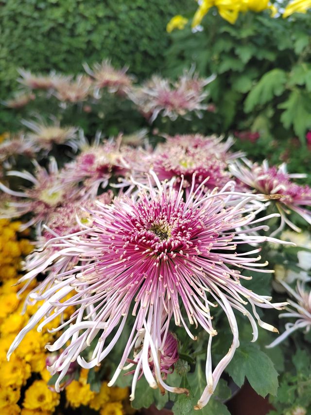秋日賞菊絕佳地 秋日賞菊絕佳地