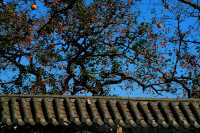 湖北羅田甜柿秘境500年古柿樹王等你來打卡！