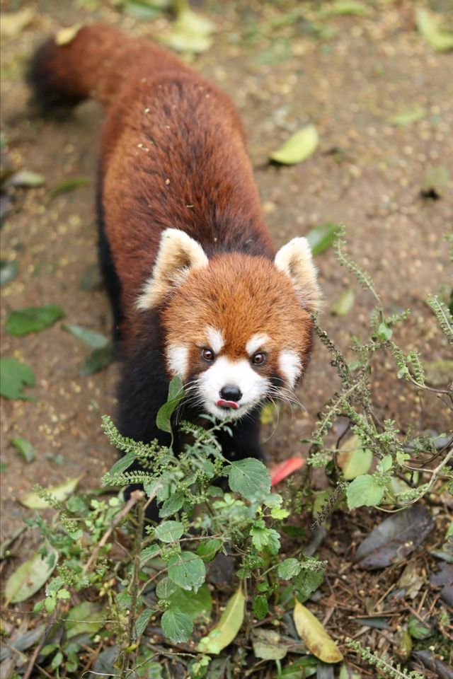 寧波野生動物園一日遊攻略!熊貓控千萬別錯過~ 寧波野生動物園一日遊攻略!熊貓控千萬別錯過~