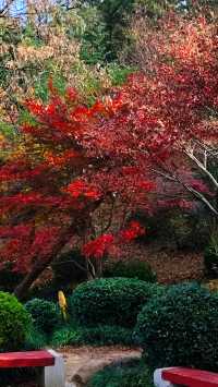 秋日青島楓葉秘境