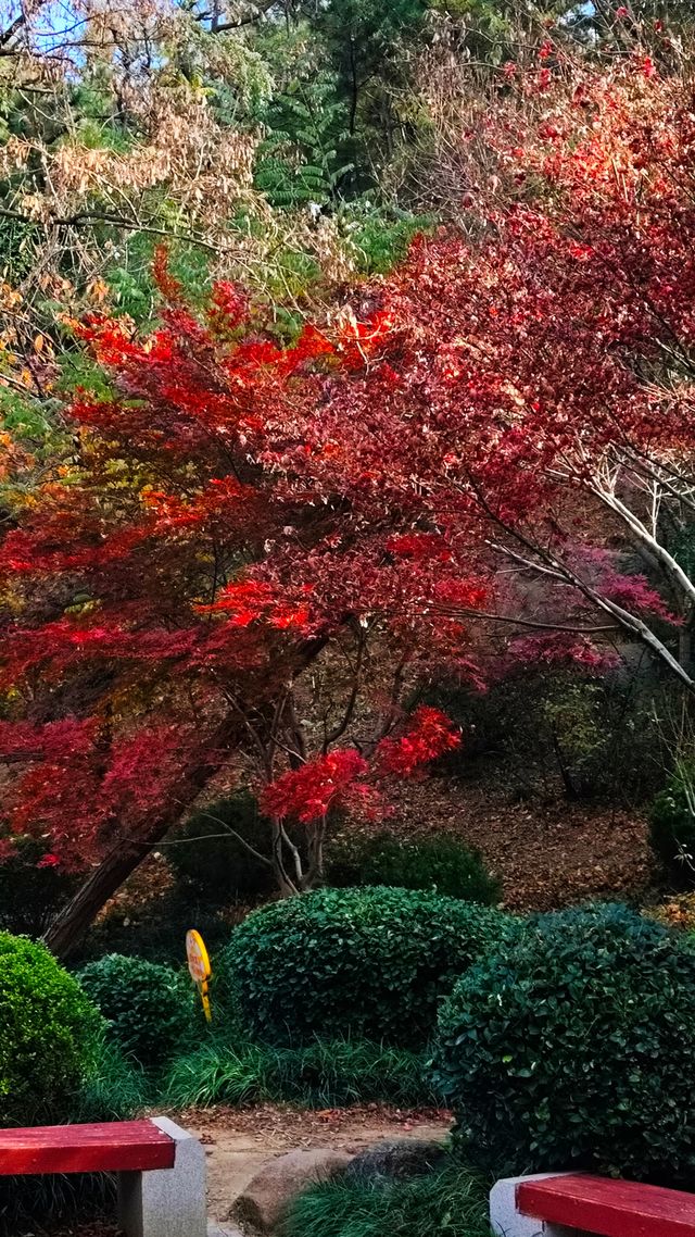 秋日青島楓葉秘境 秋日青島楓葉秘境