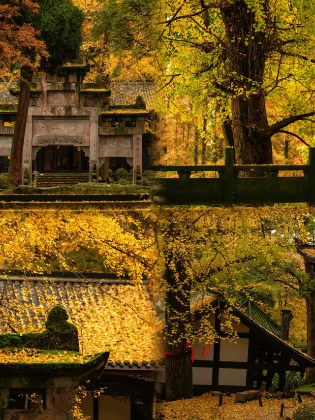 The ginkgo trees at Lingyan Temple in Dujiangyan are at full peak, the autumn-exclusive beautiful scenery is waiting for you to check in!