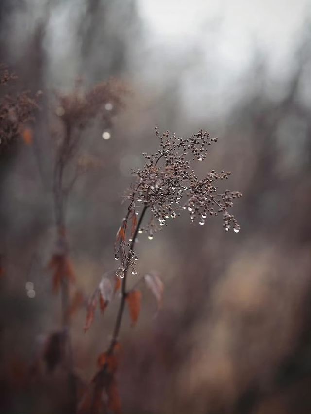 未霜先寒青雲畔，暖居藏韻禦冬涼