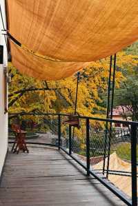 莫干山秋天的2種打開方式(附路線攻略)