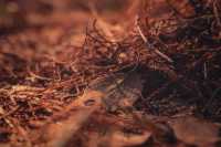 紅楓林裡看泉州