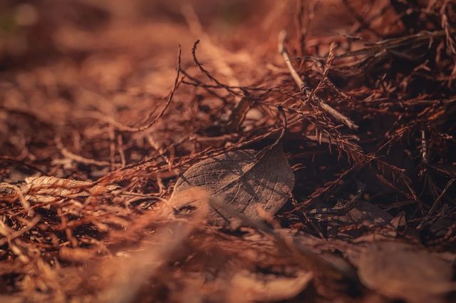 紅楓林裡看泉州