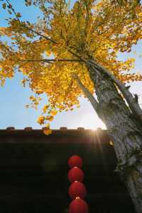 12月預告｜承天寺銀杏黃，是古城最絕的秋意