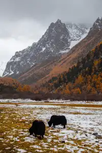 住進4000米的亞丁村,推窗見神山!