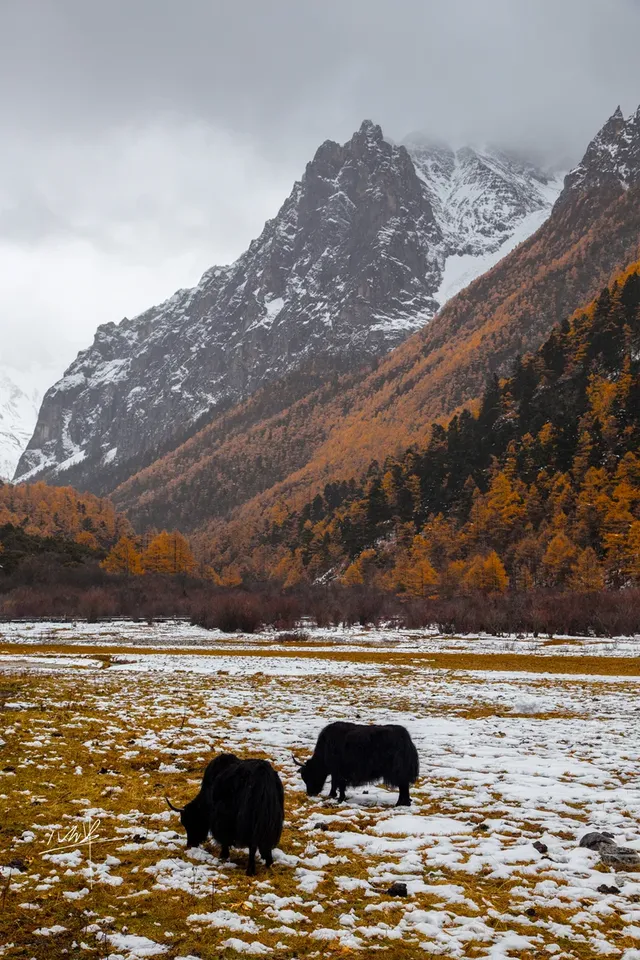 住進4000米的亞丁村,推窗見神山! 住進4000米的亞丁村,推窗見神山!