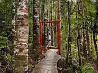 Brick Bay · 和毛孩子的森林時光