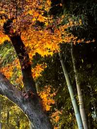 秋染莫干山，別有風味