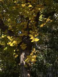 都市中的秋日詩篇