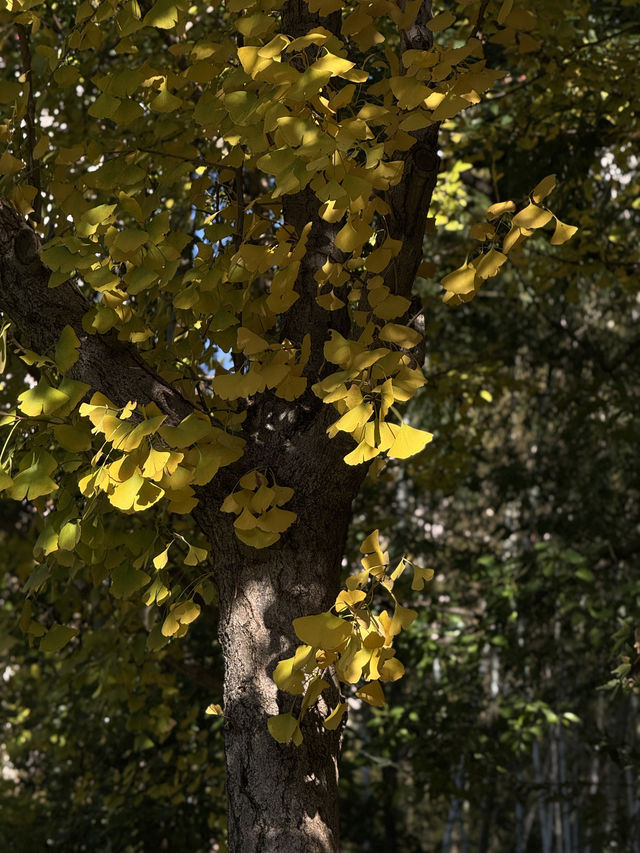 都市中的秋日詩篇 都市中的秋日詩篇