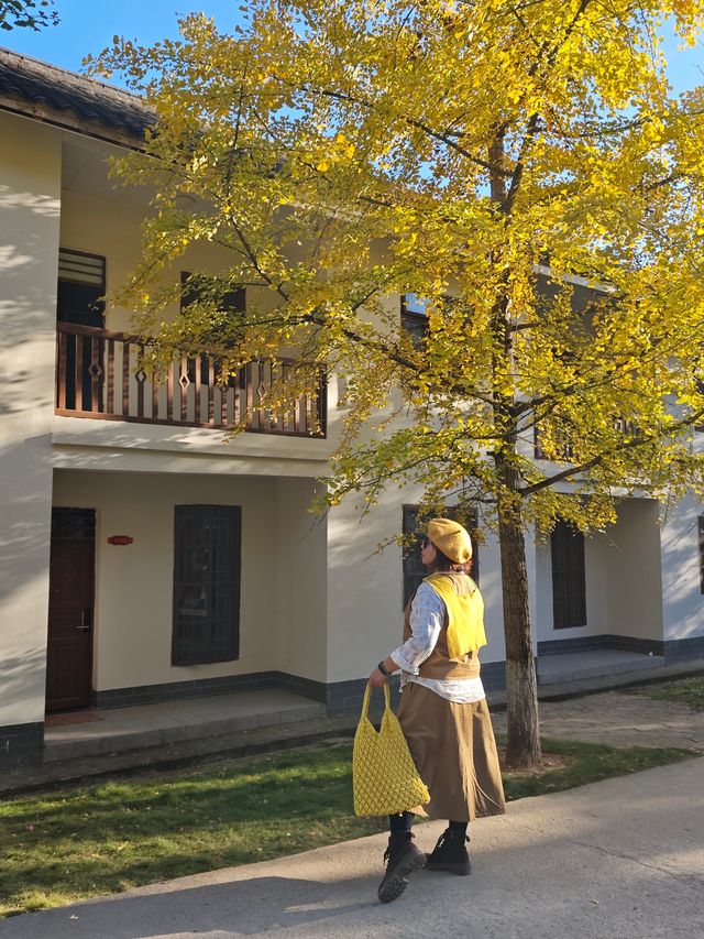 看銀杏葉啦 看銀杏葉啦