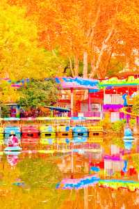 殺瘋了上海紅楓紅透了必是秋日頂流