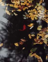 抓住北京秋天的尾巴京味皇家庭院~恭王府