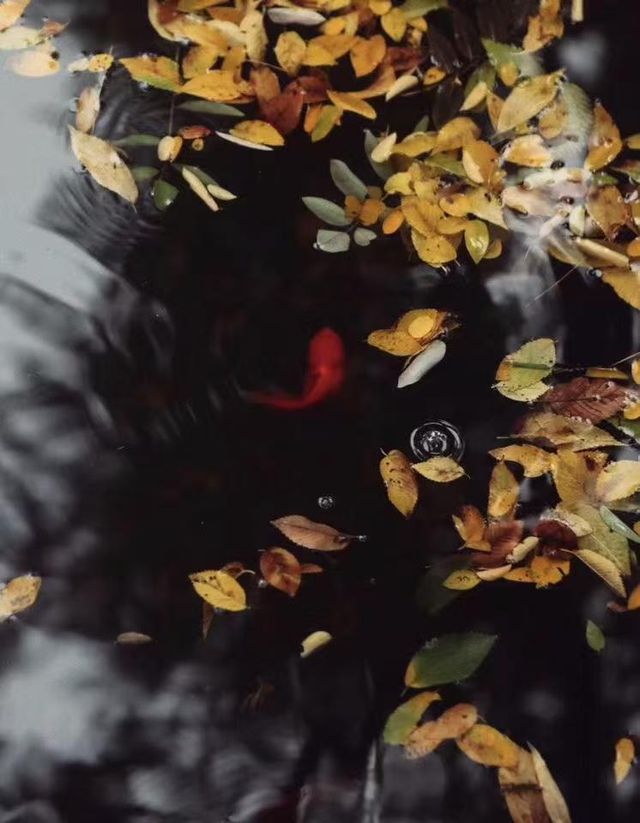 抓住北京秋天的尾巴京味皇家庭院~恭王府