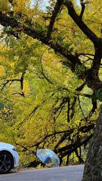 銀杏樹下慢時光,德化丁榮村