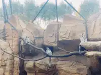 北京大興野生動物園-值得N刷