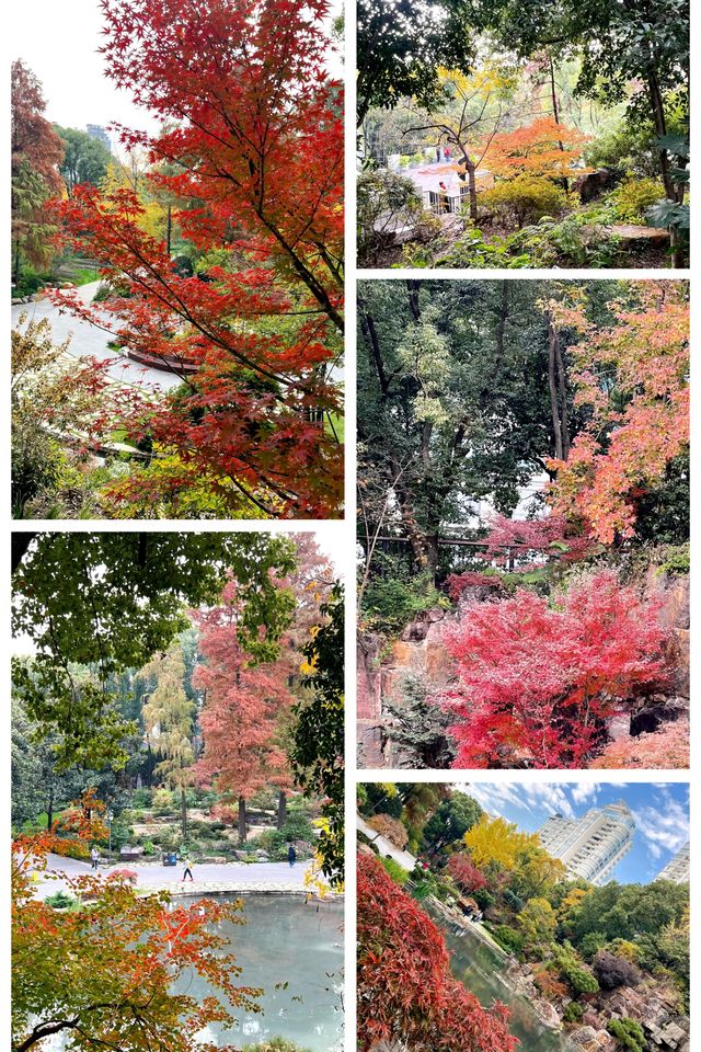 上海小京都這片楓葉階梯美到窒息!人少速來! 上海小京都這片楓葉階梯美到窒息!人少速來!