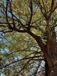 古寺，千年銀杏