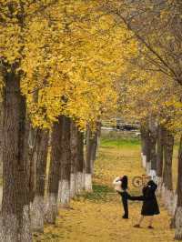 行者遊記|寧波黃金大道東錢湖Zui上鏡銀杏林