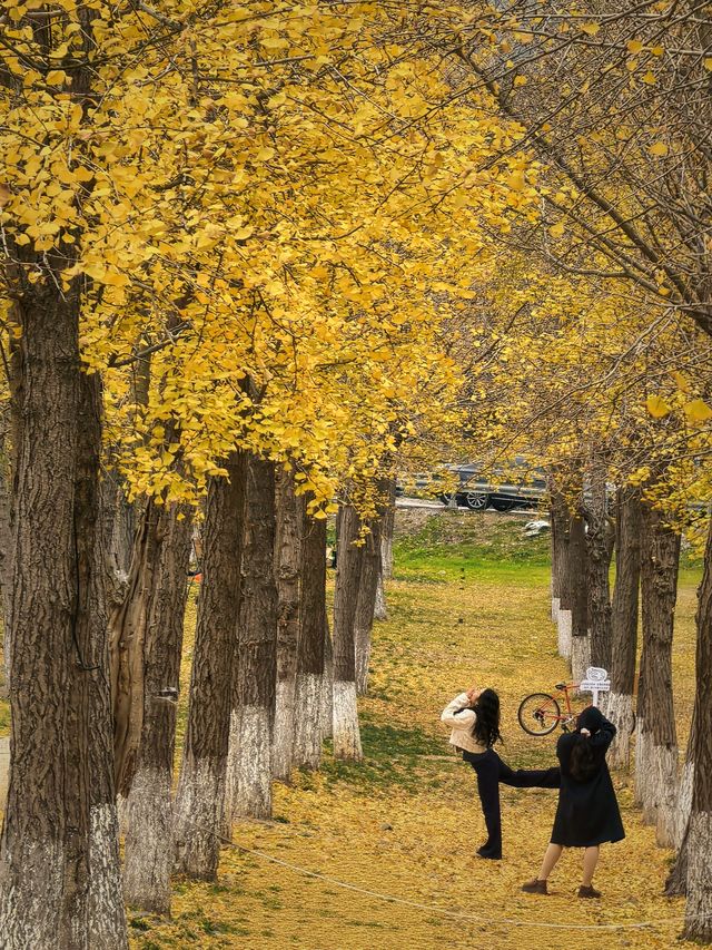 行者遊記|寧波黃金大道東錢湖Zui上鏡銀杏林 行者遊記|寧波黃金大道東錢湖Zui上鏡銀杏林