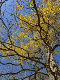 今日實況,指南村的楓葉紅了