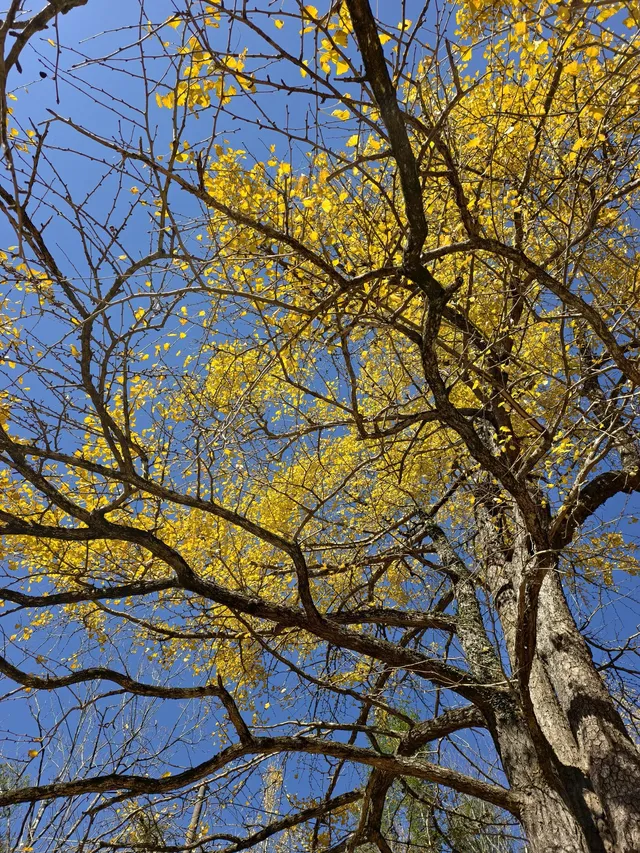 今日實況,指南村的楓葉紅了 今日實況,指南村的楓葉紅了