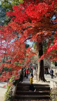 12.1號實況，青島崂山太清宮殺瘋了！