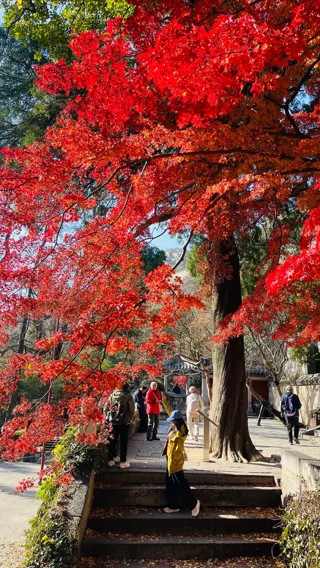 12.1號實況，青島崂山太清宮殺瘋了！