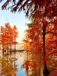 鎮江金山湖水杉林全攻略邂逅初冬童話秘境