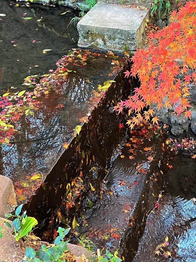 live圖的意義|南京中山植物園紅楓美瘋了 live圖的意義|南京中山植物園紅楓美瘋了