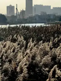 泉州北濱江公園的花樹火了~