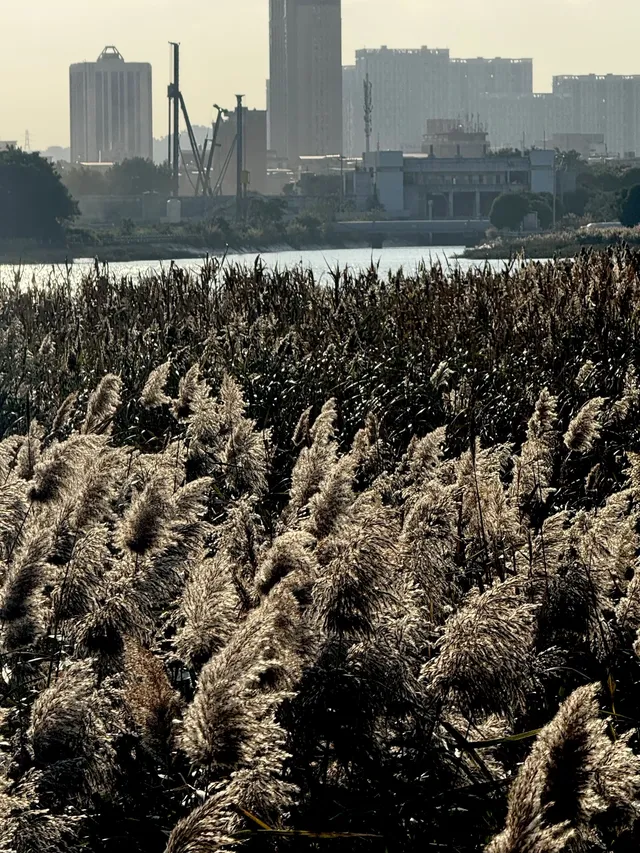 泉州北濱江公園的花樹火了~ 泉州北濱江公園的花樹火了~