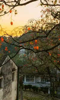 溫州市區1h達這個免費古村,柿子正紅透