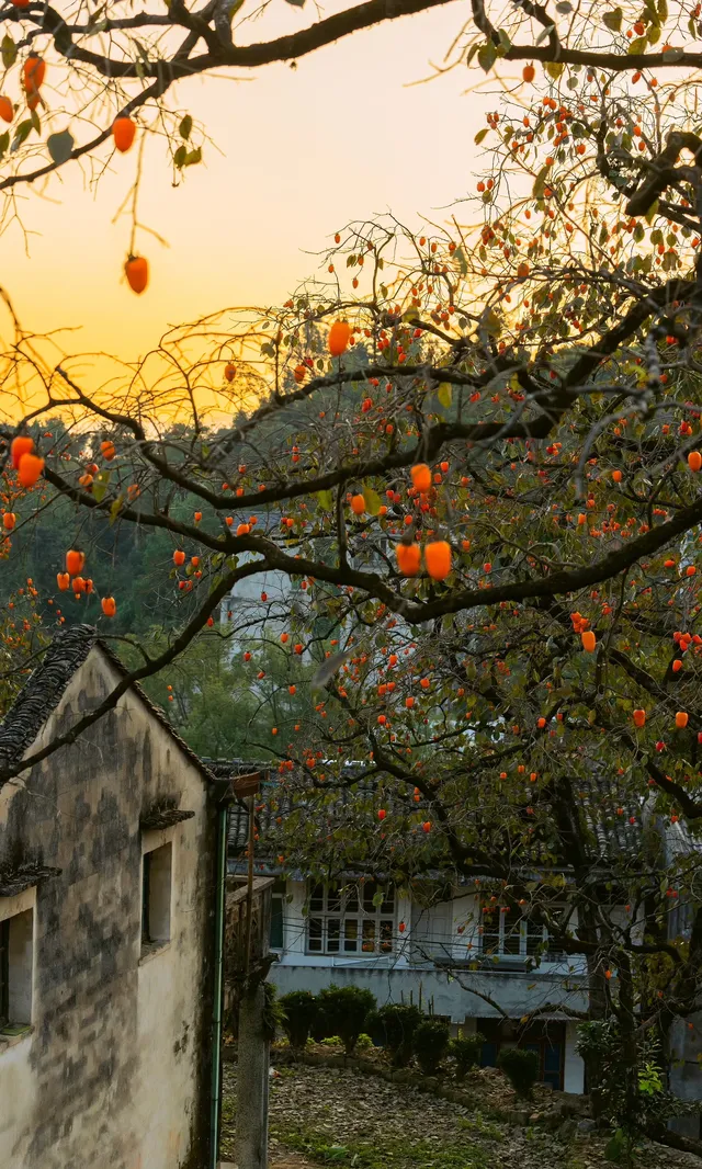 溫州市區1h達這個免費古村,柿子正紅透 溫州市區1h達這個免費古村,柿子正紅透