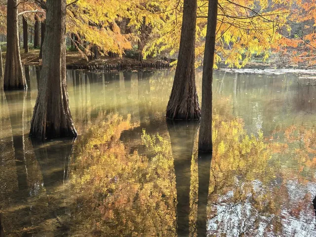 愛上金陵的秋(五) 愛上金陵的秋(五)