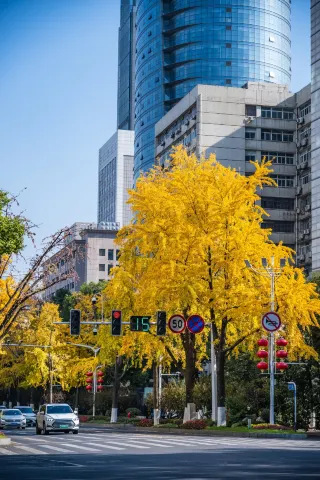 Beijing West Road, Golden Ginkgo Corridor