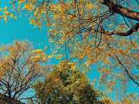 西安旅遊全攻略:穿越千年的長安之旅