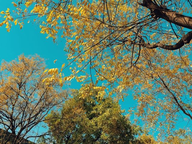 西安旅遊全攻略:穿越千年的長安之旅 西安旅遊全攻略:穿越千年的長安之旅